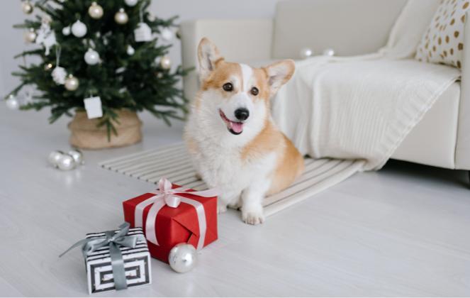Corgi Dog with some Presents 